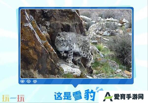 王者荣耀峡谷热门生物皮肤鉴定！史诗限定百里守约-雪豹·霜爪爆料！
